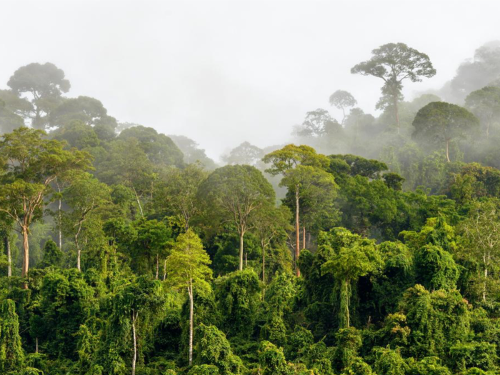 Photo of a tropical rainforest treetops with morning fog