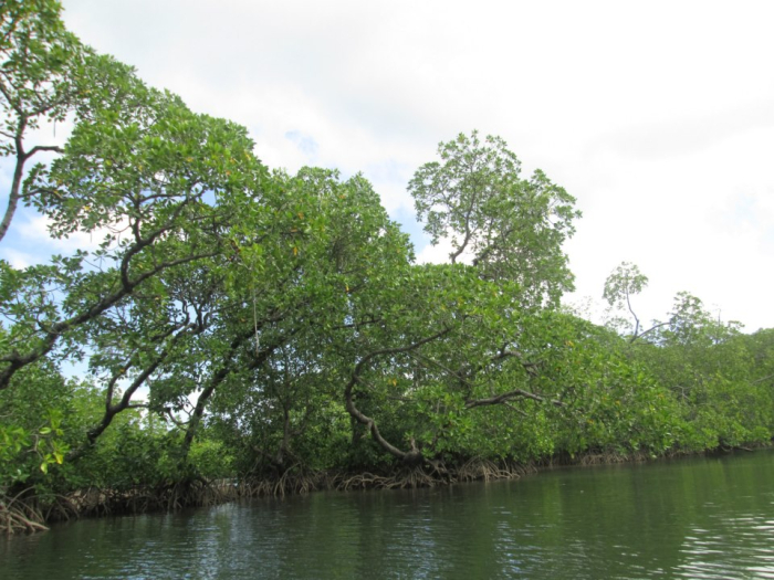 Mangroves in the Philippines 