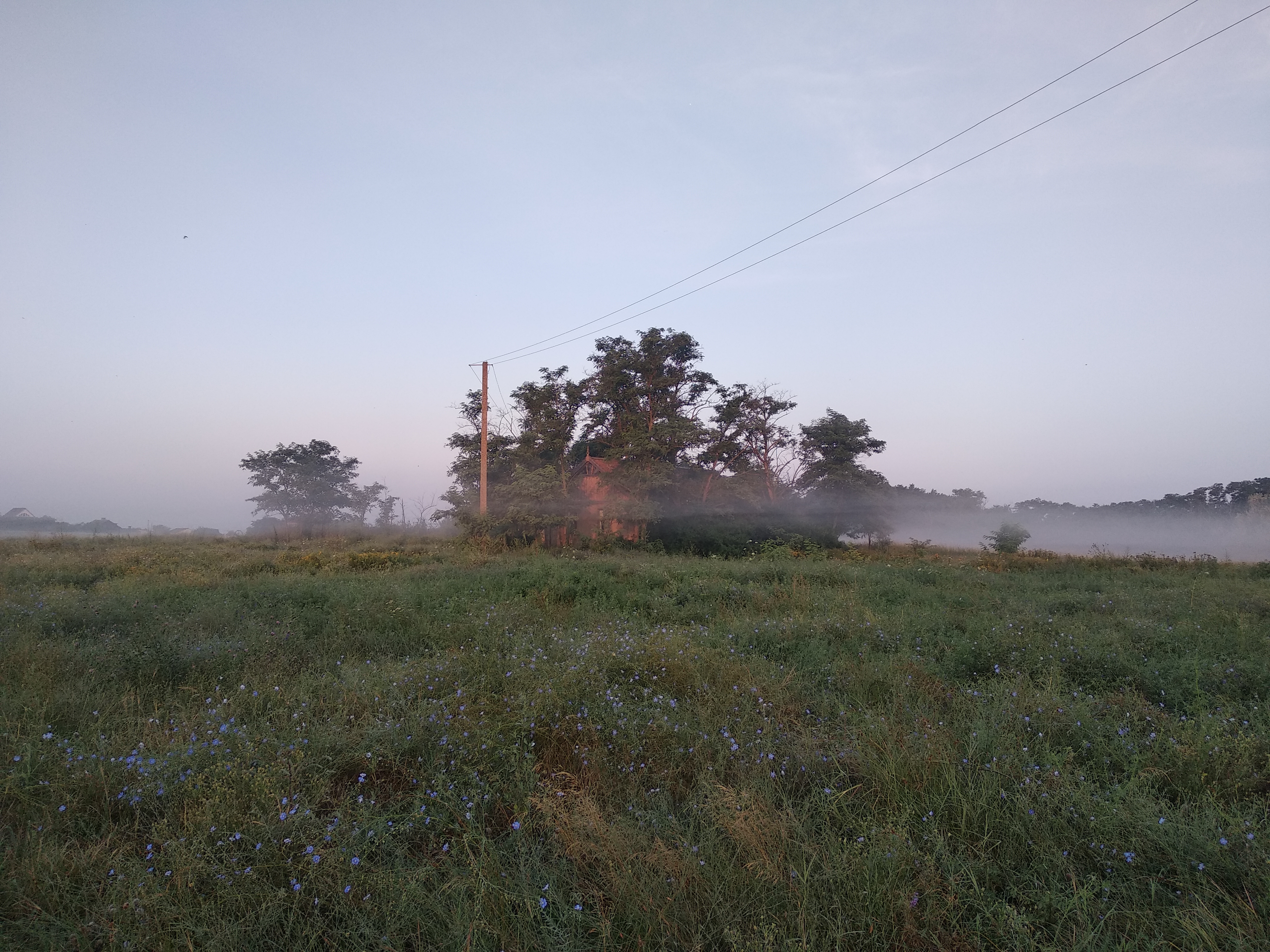 Green open field with power line at dawn.