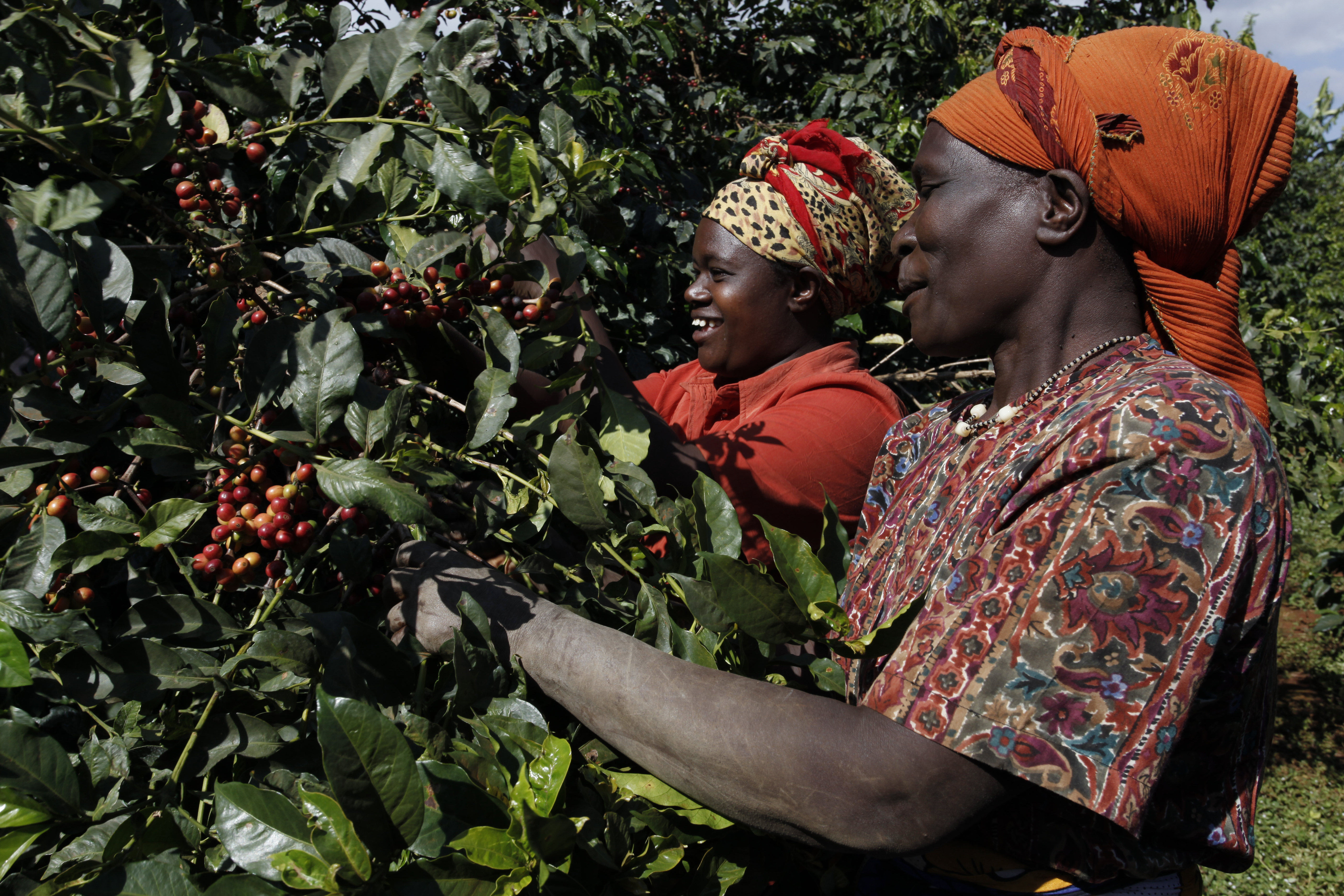 Coffee farmers selectively handpicking ripe cherries