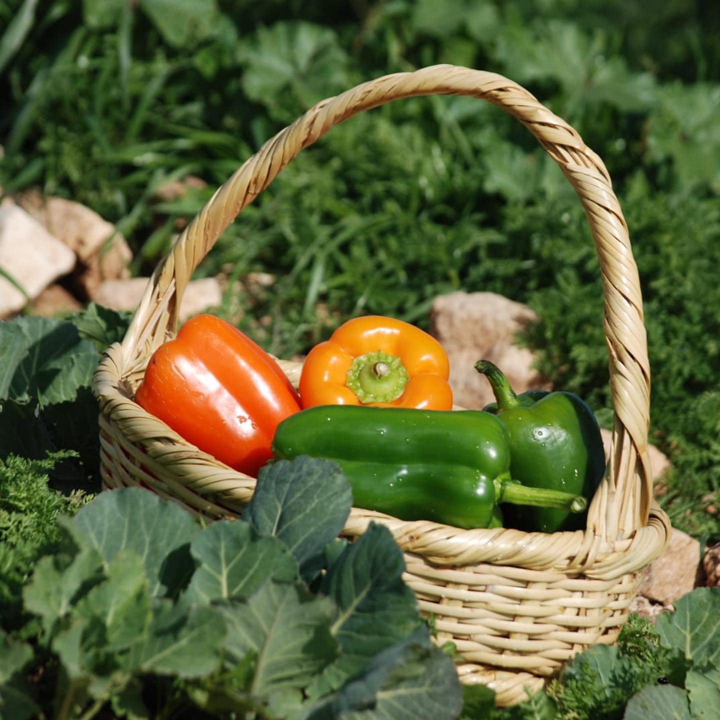  Photo of a basket with four bell peppers in a green field. 