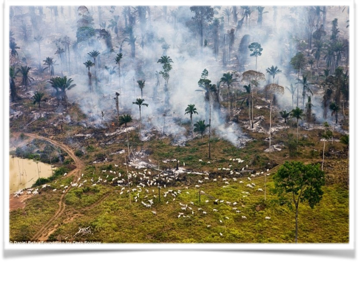 Photo taken from above of deforested land in the amazon with cattle grazing. 
