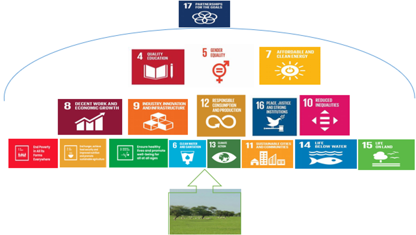 Map of the United Nations 17 Sustainable Development Goals in relation to tree planting and how they can be achieved. 
