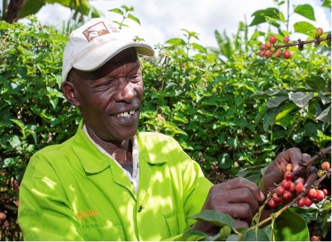 Photo of a man smiling in a field while harvesting from a coffee plant. 