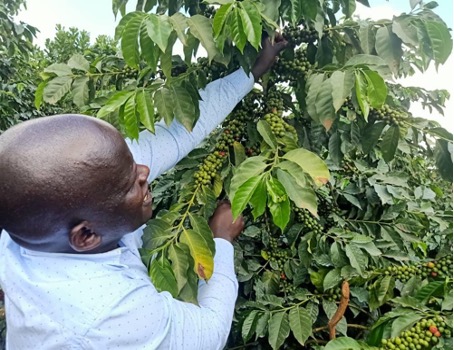 Photo of a man in a field harvesting from a coffee plant.