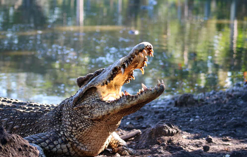 Picture of a cuban crocodile with its mouth open.
