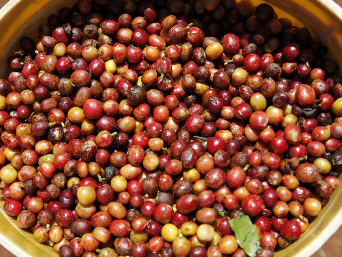 Close up of coffee cherries
