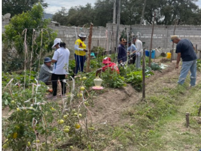 There are people working in the community garden. There are many plants and crops in the garden.