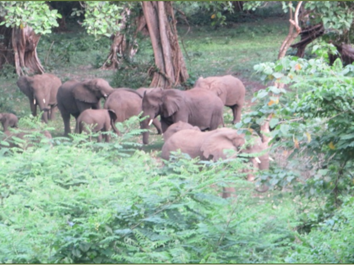 Elephants at Shosgima Camping Site in the Chebera Churchura National Park