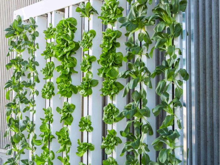 Vertical farm wall with green plants growing up it.