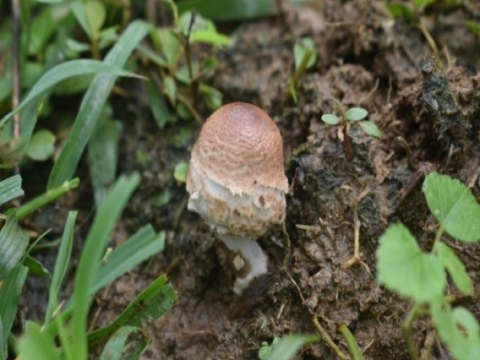 Photo of a small mushroom surrounded by dirt and grass.