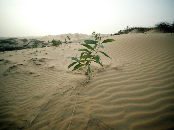 Plant growing out of the sand in the desert.