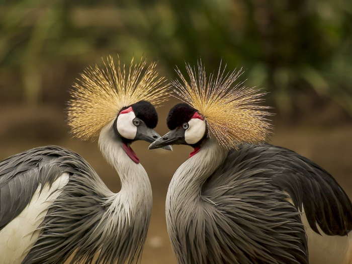 The magnificent grey crowned crane of Kenya