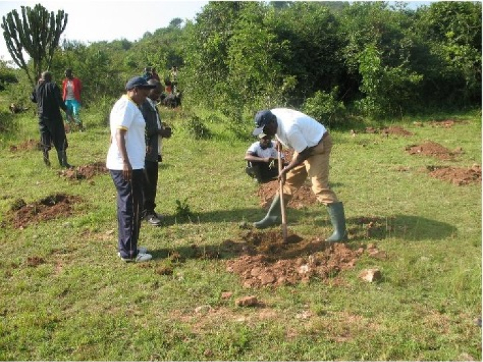 Photo of a group of people digging holes to plant trees. 
