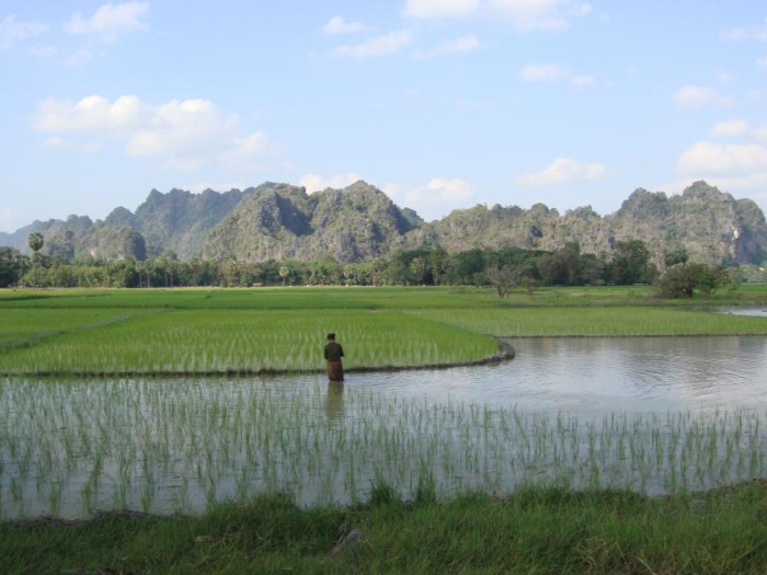 A rice farmer stands in knee deep water of a rice paddy behind Myanmar's mountains.