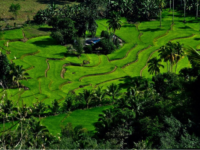 Aerial photo of vibrant green rice terraces in the Philippines. 