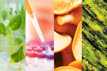 A collage of four images featuring things such as mushrooms, green plants, and tools related to food science.